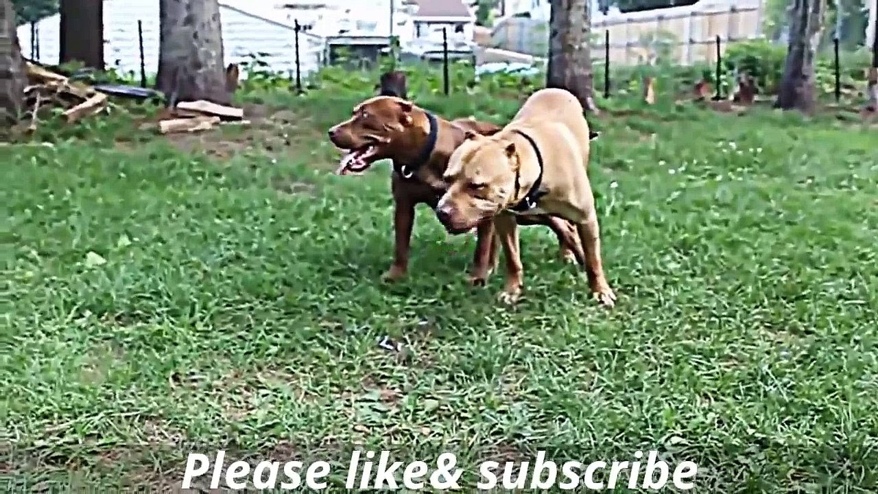 Funny Animals Videos  Funny Animal Mating Dog Mating Funny Dog Mating Close Up 2015