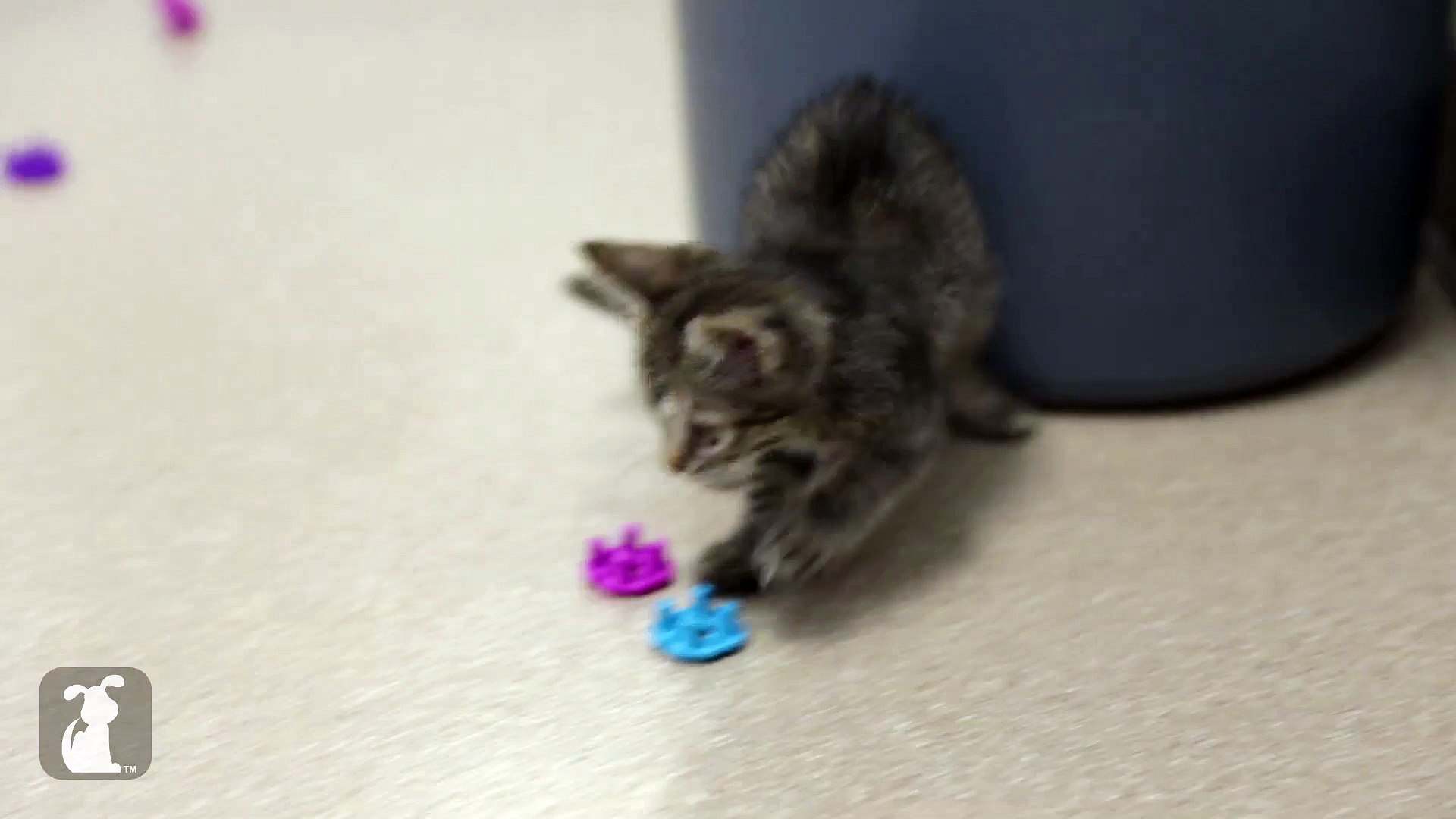 ⁣Scaredy Cat Kitten - Kitten Love