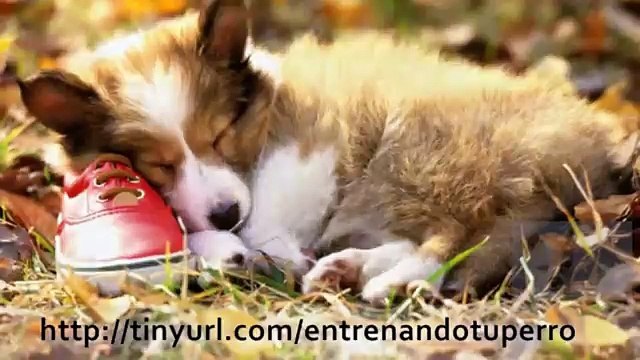 Como Educar a un Cachorro de Perro.