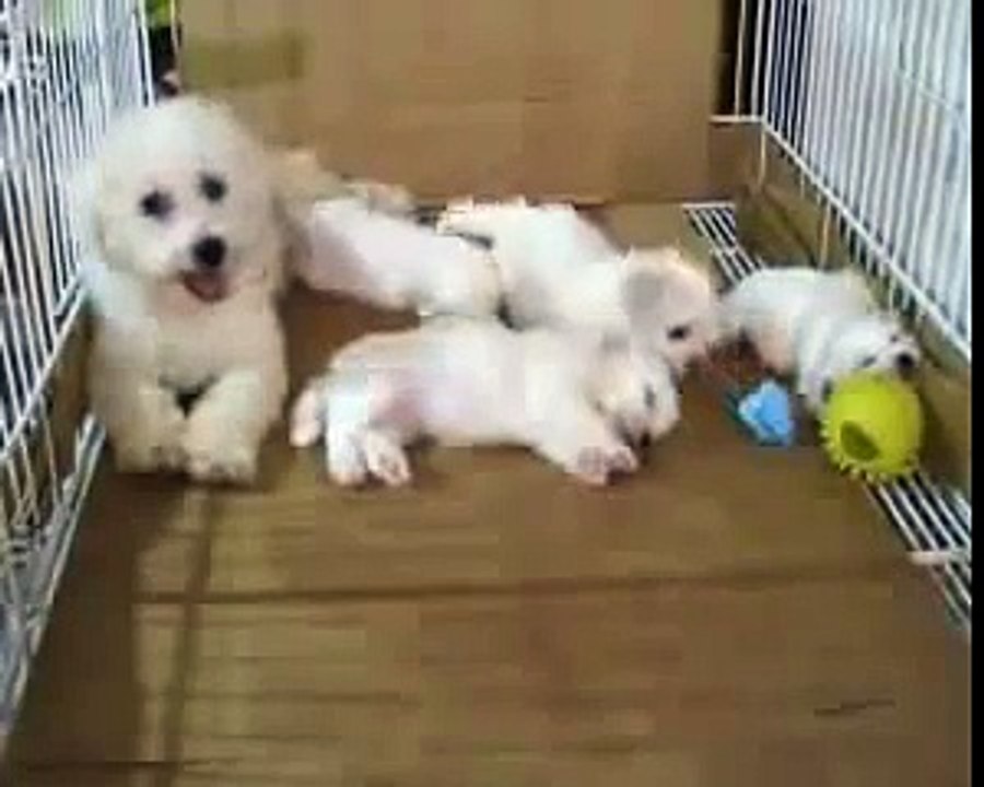 Cachorros de Bichon Frise - ParadiseOcean
