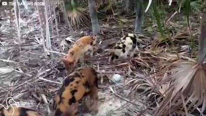 Welcome To The Island Of Swimming Pigs