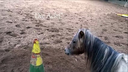 Clickertraining mit Brösel - "Die Acht"