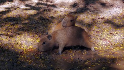 Capybara Twins!