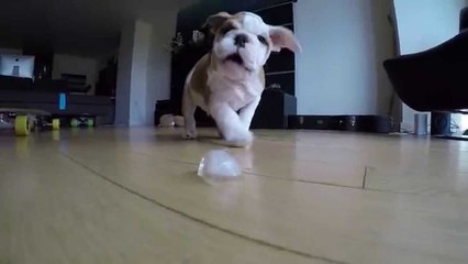 Puppies Vs. Ice Cubes