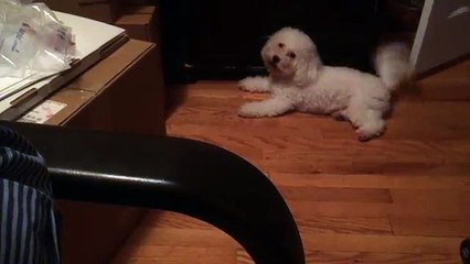 Musette The Bichon Frise