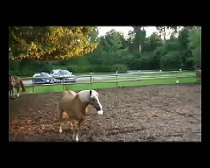 Clickertraining mit Rocky 4