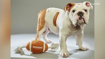 Puppy Bowl lineup is out and it's as cute as you'd expect