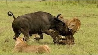 Overcome Death Bull Buffalo and Lions Wild Nature Documetary 2015