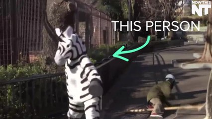This Zebra-Human Helps A Japanese Zoo Prepare For An Emergency