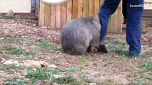 needy wombat