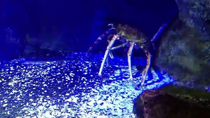 Granchio gigante del Giappone