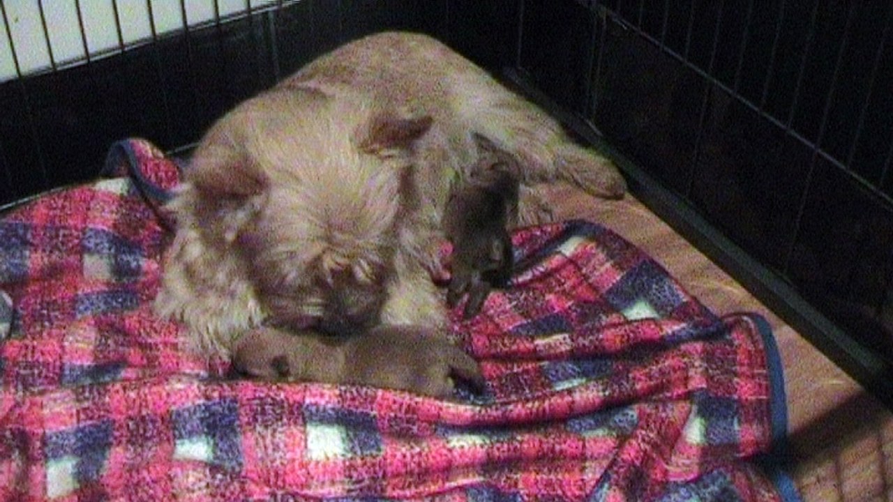 2016-02-01 13.20.56 chiot 2016