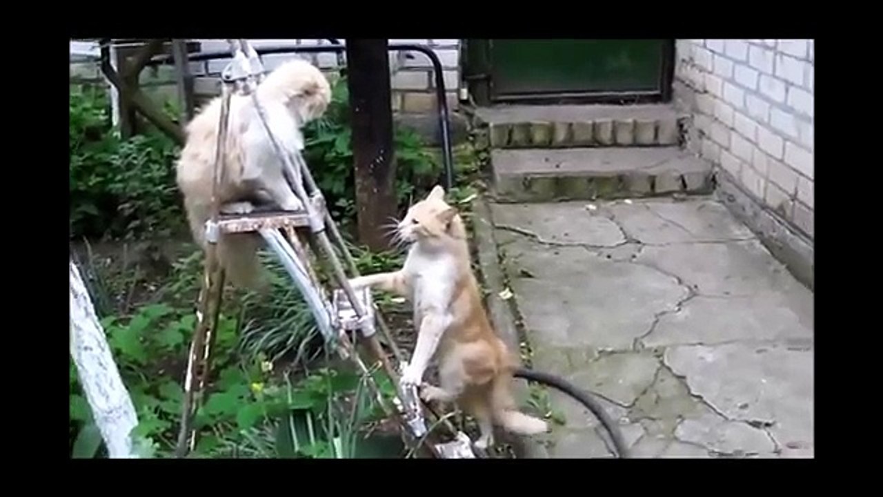 Epic Funny Animals Video Try not to Laugh impossible!!!
