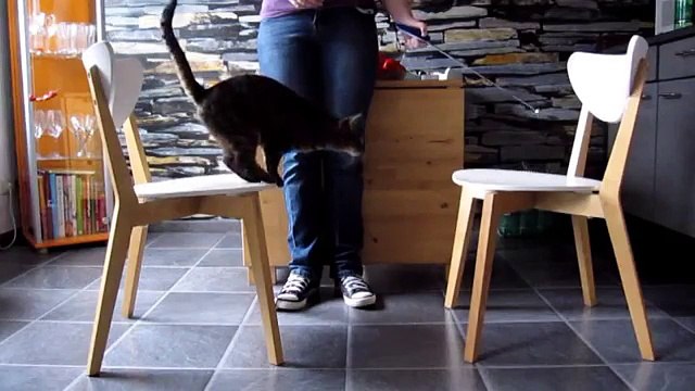 Clickertraining mit Katzen: Cat Agility