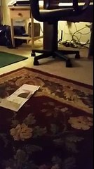 Willow The dog smelling Perfume strips (Funny Videos 720p)