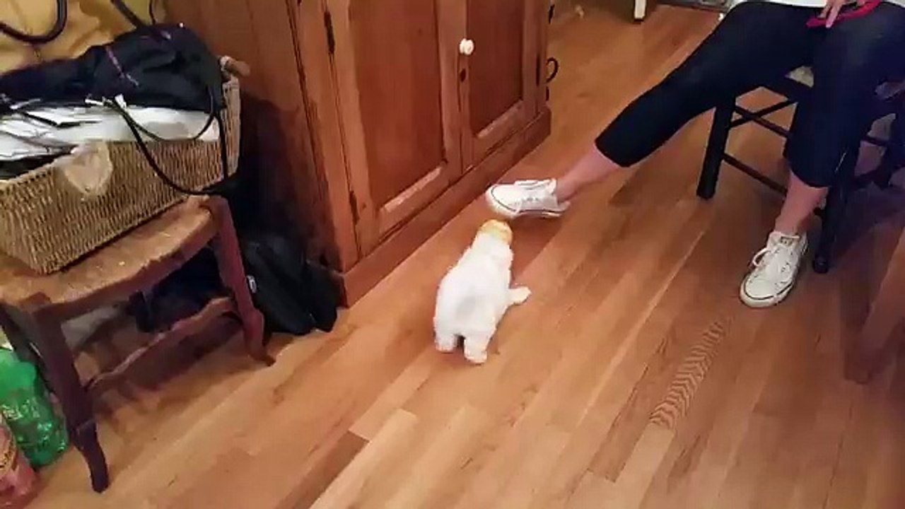 Buddy - bichon frise attacking the softball
