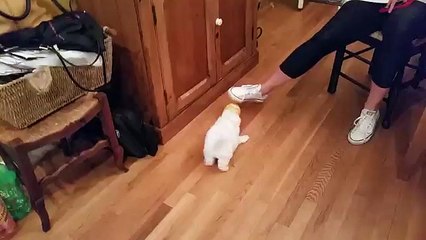 Buddy - bichon frise attacking the softball