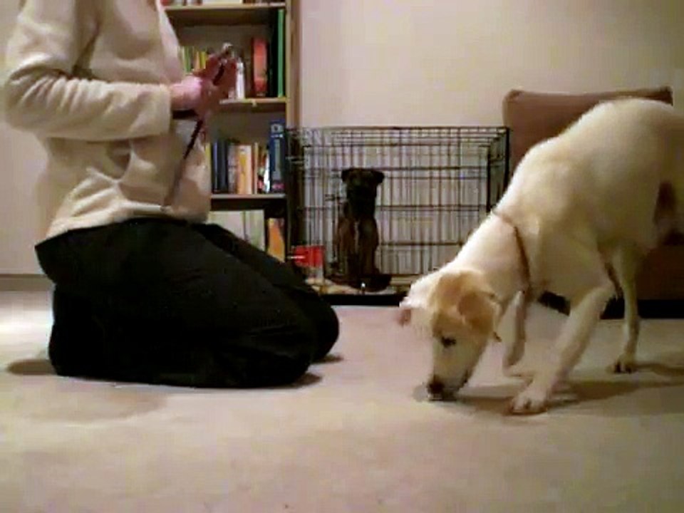 Mhori Clickertraining: hold it
