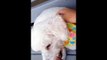 Meet Zack a Bichon Frise currently available for adoption at Petango.com! 7/6/2015 4:41:06 PM