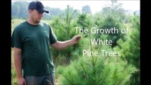 Growth of White Pine Trees