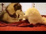 Funny Videos Funny Dogs Funny Cats Funny Fails Funny Pranks New Best Funny Video 2015