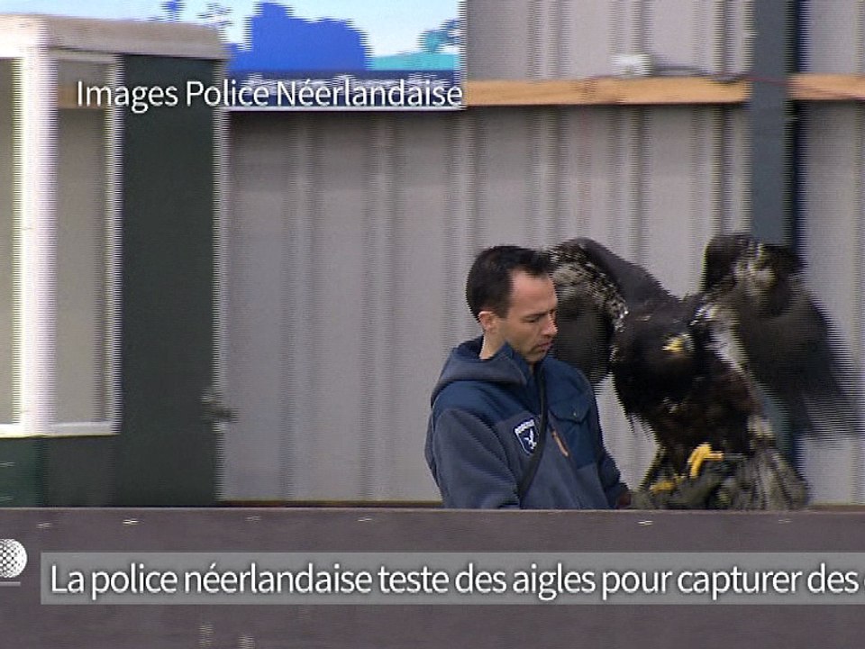 La police néerlandaise teste des aigles pour capturer des drones