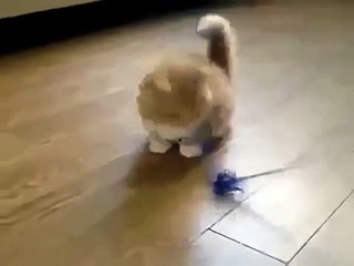 Коротконогий котэ