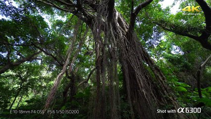 Sony presenta la cámara a6300 con autofoco más rápido