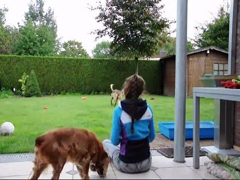 Amy - Clickertraining Bring 2