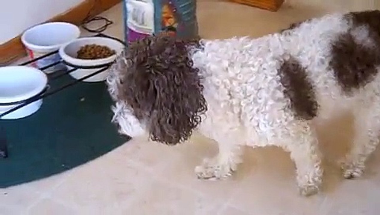 My Crazy Bichon Frise Walks in Slow Motion - too Funny!
