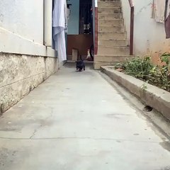 A fierce Rottweiler puppy coming at you!