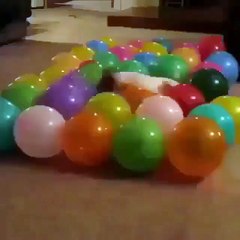 How fast can a puppy go through all these balloons? Evidently, very fast!
