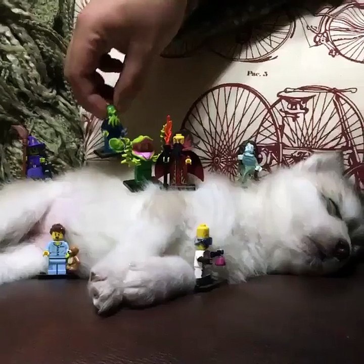 This puppy is simply trying to sleep...
