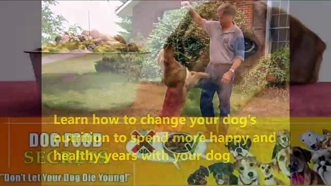 Does Dog Food Secrets really work? | Dog Food Secrets book review