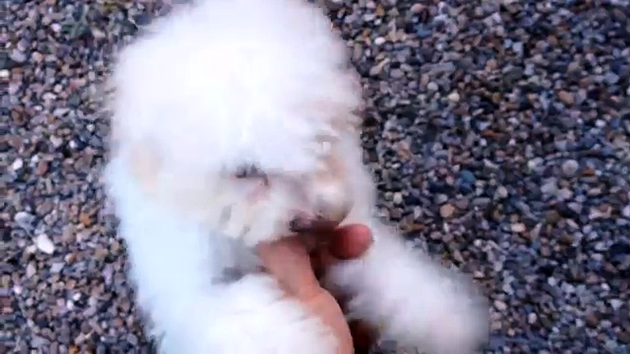 ID 349, Bichon frise & poodle puppies for sale by mcallen tx texas