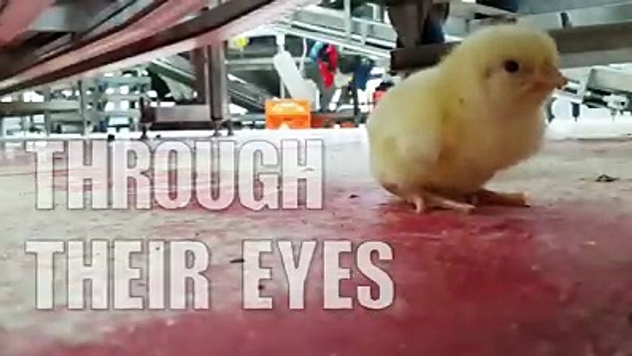 Make chicken child