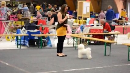 Bichon Frise Nedina&#39;s movie