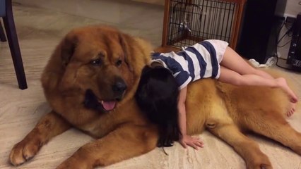 It´s a Lion? No, it is a Bear! No, No, No, It´s Super Dog!!!!