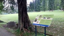 Tanaman Anggrek Raksasa di Kebun Raya Bogor