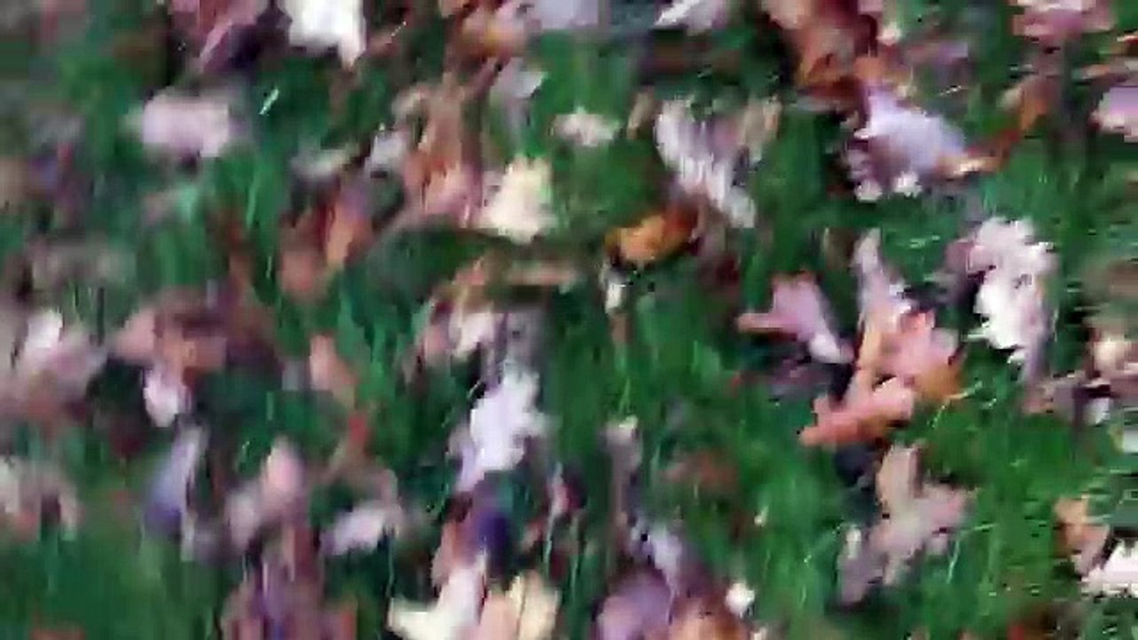 Gordon Setter, Westie, Spaniel & Bichon Frise at A & B Dogs Boarding & Training Kennels.