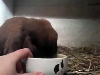 Clickertraining rabbit