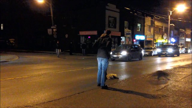 Un raton laveur pleure son ami mort sur une route