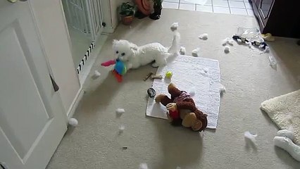 Bichon Frise tears duck apart.