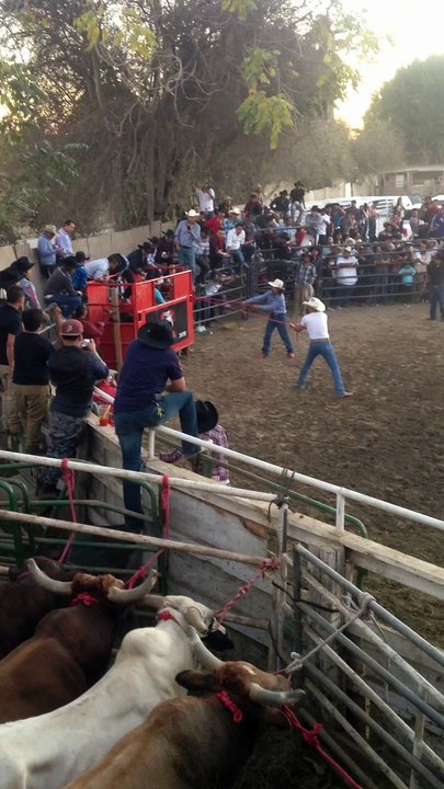 Bull Rider Fail