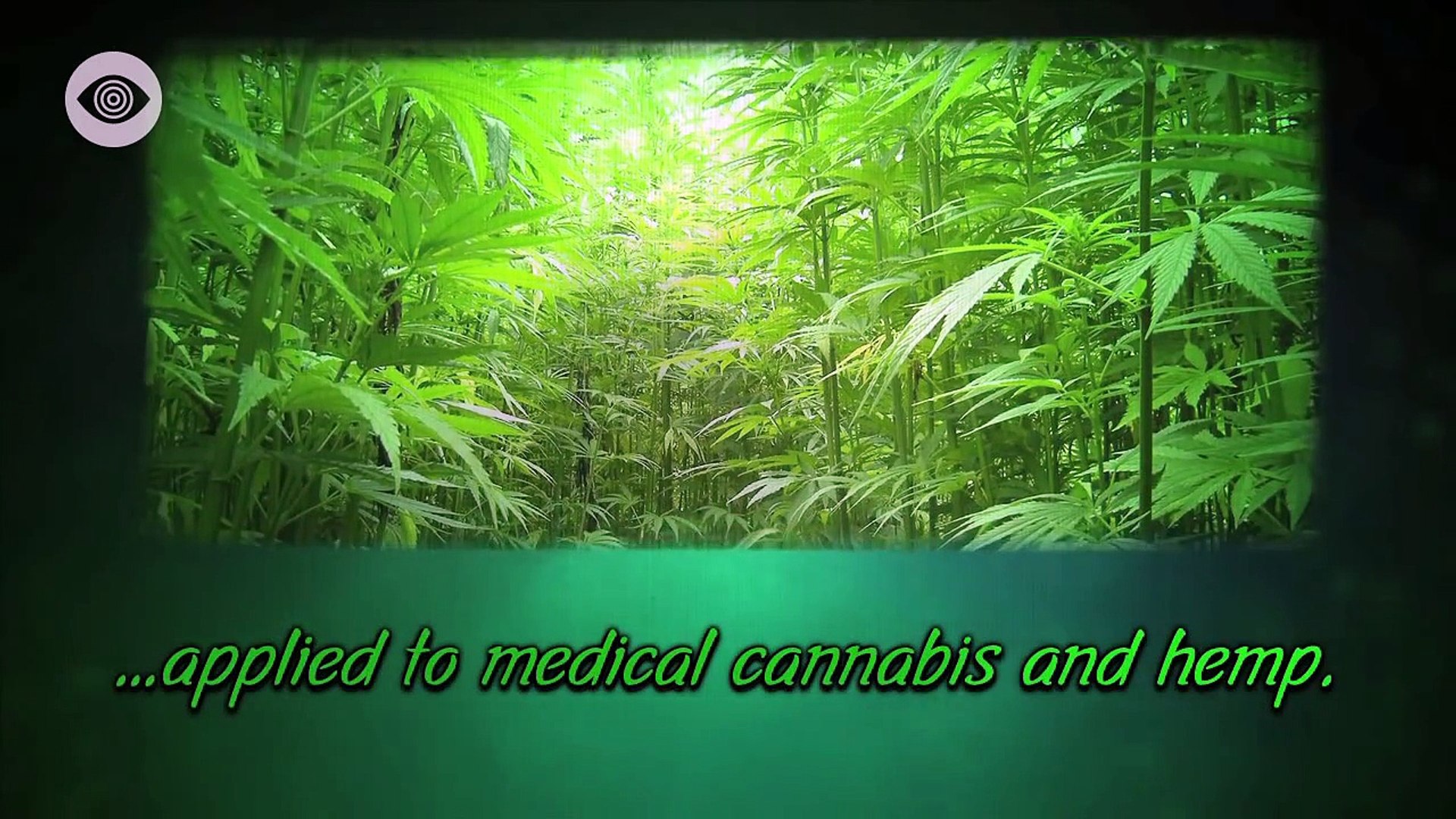 The Marijuana Conspiracy