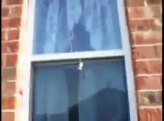 ARAÑA VS AVISPA (360p)