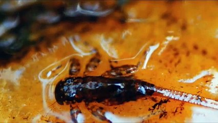 Long Distance Lover (poem by Mary Wild)