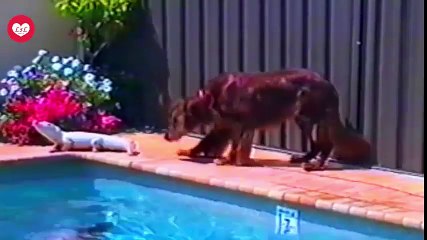 Funny Animals Compilation Ep5