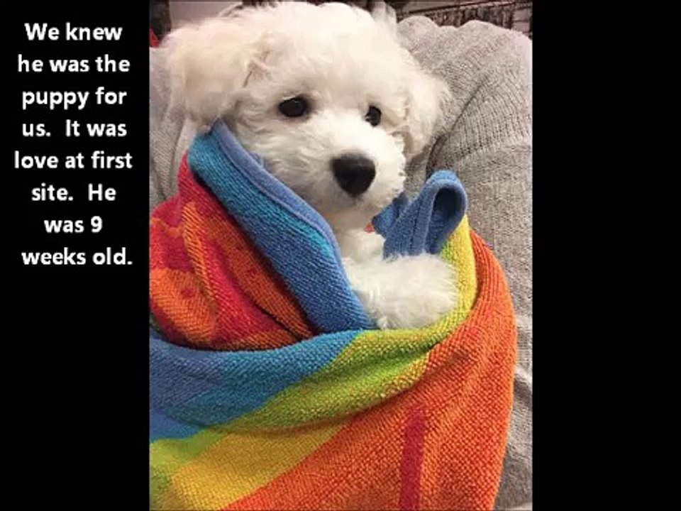 Bichon Frise Manny