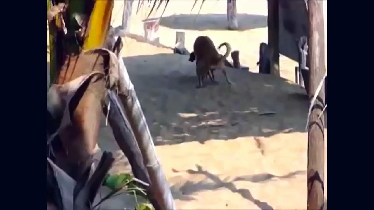 Whatsapp funny videos 2016 2015 _ Big dog and little dog f@ck #whatsapp #whatsapp